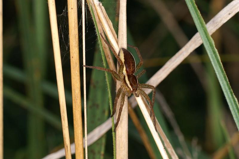 Dolomedes_fimbriatus_D8309_Z_90_Les Gris_Frankrijk.jpg